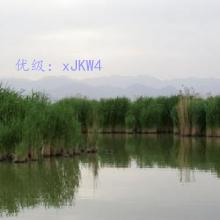 û